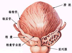 前列腺2